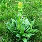 Gentiana lutea Habitus