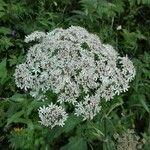 Heracleum sphondyliumFlower