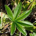 Potentilla alchimilloides Leaf