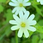 Stellaria palustrisKvet