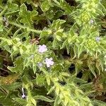 Verbena bracteata Blatt