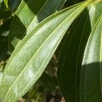 Cocculus laurifolius Leaf