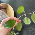 Hoya australis Fuelha