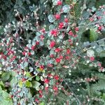 Cotoneaster hjelmqvistii Frukt