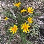 Balsamorhiza hookeri Blüte