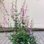 Delphinium ajacis 整株植物