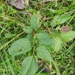 Flemingia strobilifera Leaf