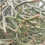 Euphorbia arahaka पत्ता