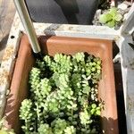 Sedum burrito 叶