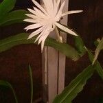 Epiphyllum pumilum Blomma