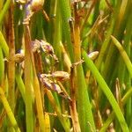 Isolepis cernua Кветка