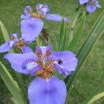 Trimezia coerulea Flower