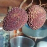 Litchi chinensis ഫലം