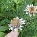 Carlina salicifolia Цветок