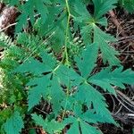 Aconitum variegatum Folla