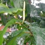 Piper arboreum Frugt