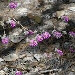 Dalea versicolor Hábitos