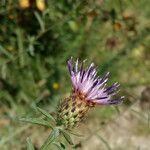 Centaurea decipiens Flor