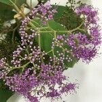 Callicarpa pedunculata 花