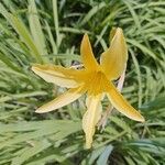 Hemerocallis minor Flors
