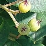 Cotoneaster meiophyllus Fruto