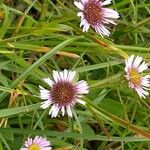 Erigeron alpinusFlower