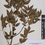 Euonymus echinatus മറ്റ്