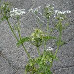 Tordylium aegyptiacum Flower