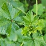 Malva verticillata ഇല