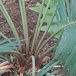 Cycas panzhihuaensis 樹皮