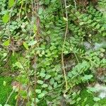 Adiantum caudatum Leaf