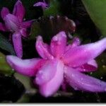 Disocactus phyllanthoides Blüte