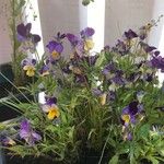Viola tricolor Blomma