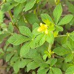 Cleome viscosa Blad