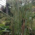 Cyperus papyrus Облик