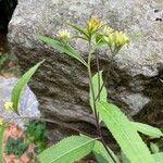 Senecio cacaliaster फूल