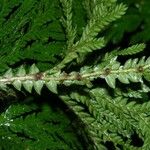 Selaginella arthritica Liść