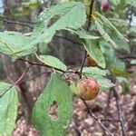 Prunus americana Blatt