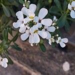 Iberis semperflorens Çiçek