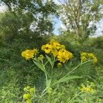 Verbesina alternifoliaFlower