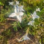 Conostomium quadrangulare Blomma