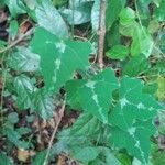 Adenia cissampeloides Leaf