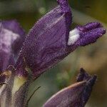 Phelipanche arenaria Květ