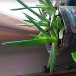 Aloe vera Habitus