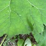 Petasites hybridus Leaf