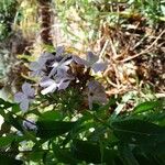 Phlox paniculataКвітка