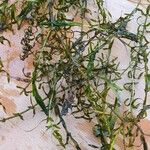 Elodea nuttallii Hoja