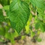 Capsicum baccatum Levél