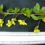 Berberis karnaliensis Autre