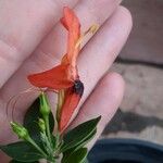 Mimulus cardinalis Flor